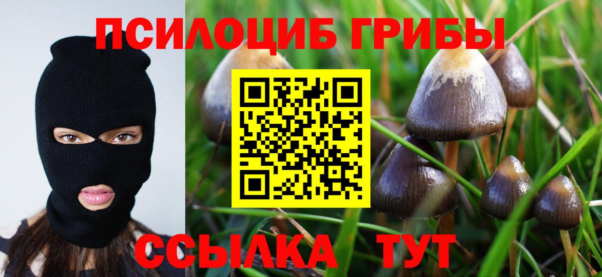 Псилоцибиновые грибы Psilocybe Сальск